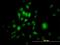 Sp1 Transcription Factor antibody, H00006667-M03, Novus Biologicals, Immunocytochemistry image 