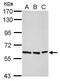 Afamin antibody, PA5-29500, Invitrogen Antibodies, Western Blot image 