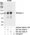 Matrin 3 antibody, NB100-1559, Novus Biologicals, Immunoprecipitation image 