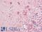 Neurotrophic Receptor Tyrosine Kinase 2 antibody, LS-B8691, Lifespan Biosciences, Immunohistochemistry frozen image 