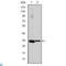 Cyclin D3 antibody, LS-C812556, Lifespan Biosciences, Western Blot image 