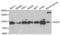 Minichromosome Maintenance Complex Component 7 antibody, abx001052, Abbexa, Western Blot image 