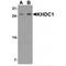 KH Domain Containing 1 antibody, MBS153673, MyBioSource, Western Blot image 