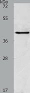 Actin Related Protein 1A antibody, TA321723, Origene, Western Blot image 