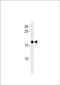 Selenoprotein M antibody, PA5-72639, Invitrogen Antibodies, Western Blot image 