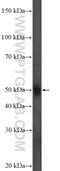 Transmembrane Protein 246 antibody, 20620-1-AP, Proteintech Group, Western Blot image 