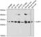 SURF1 Cytochrome C Oxidase Assembly Factor antibody, 22-466, ProSci, Western Blot image 