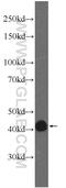 Family With Sequence Similarity 71 Member F2 antibody, 24286-1-AP, Proteintech Group, Western Blot image 