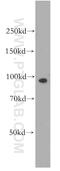 Anaphase Promoting Complex Subunit 4 antibody, 14129-1-AP, Proteintech Group, Western Blot image 