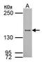 Nuclear Receptor Coactivator 1 antibody, GTX112567, GeneTex, Western Blot image 