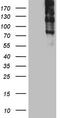 Thyroglobulin antibody, TA804410S, Origene, Western Blot image 
