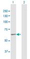 SAC1 Like Phosphatidylinositide Phosphatase antibody, H00022908-D01P, Novus Biologicals, Western Blot image 