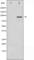 Component Of Inhibitor Of Nuclear Factor Kappa B Kinase Complex antibody, abx010969, Abbexa, Western Blot image 