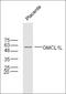 Germ Cell-Less 2, Spermatogenesis Associated antibody, orb100433, Biorbyt, Western Blot image 