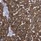 Acyl-CoA Thioesterase 13 antibody, HPA019881, Atlas Antibodies, Immunohistochemistry frozen image 