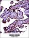 Carcinoembryonic Antigen Related Cell Adhesion Molecule 3 antibody, 57-311, ProSci, Immunohistochemistry frozen image 