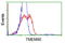 Transmembrane Protein 80 antibody, TA501408, Origene, Flow Cytometry image 