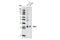 Msh Homeobox 1 antibody, 4787S, Cell Signaling Technology, Western Blot image 