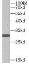 Caspase 14 antibody, FNab09900, FineTest, Western Blot image 