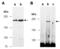 Tet Methylcytosine Dioxygenase 2 antibody, M1086-1, Abiocode, Immunoprecipitation image 