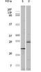 Eukaryotic Translation Initiation Factor 4E Binding Protein 1 antibody, 32-102, ProSci, Enzyme Linked Immunosorbent Assay image 