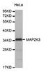 Mitogen-Activated Protein Kinase Kinase 3 antibody, STJ24465, St John