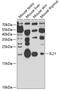 Interleukin-21 antibody, GTX33263, GeneTex, Western Blot image 