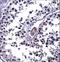 Interleukin 25 antibody, LS-C165200, Lifespan Biosciences, Immunohistochemistry frozen image 