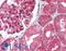 Uracil DNA Glycosylase antibody, LS-B1434, Lifespan Biosciences, Immunohistochemistry frozen image 