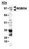Roundabout homolog 4 antibody, TA301644, Origene, Western Blot image 