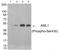 Aml1 antibody, PA5-37508, Invitrogen Antibodies, Western Blot image 