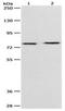 Paternally Expressed 10 antibody, orb107426, Biorbyt, Western Blot image 
