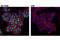 Nuclear Receptor Subfamily 0 Group B Member 1 antibody, 13538S, Cell Signaling Technology, Immunocytochemistry image 