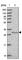 Translocase Of Inner Mitochondrial Membrane Domain Containing 1 antibody, HPA053214, Atlas Antibodies, Western Blot image 