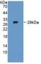 Tankyrase 2 antibody, LS-C663290, Lifespan Biosciences, Western Blot image 