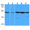 Eukaryotic Translation Elongation Factor 1 Alpha 1 antibody, GTX57614, GeneTex, Western Blot image 