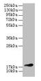 Fibroblast Growth Factor 1 antibody, CSB-PA008615HA01MO, Cusabio, Western Blot image 