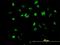 Negative Elongation Factor Complex Member B antibody, H00025920-B01P, Novus Biologicals, Immunocytochemistry image 