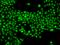 Neuronal PAS Domain Protein 2 antibody, 205335-T02, Sino Biological, Immunohistochemistry paraffin image 