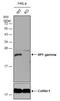 Chromobox 3 antibody, NBP2-15736, Novus Biologicals, Western Blot image 