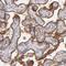 Thrombomodulin antibody, HPA002982, Atlas Antibodies, Immunohistochemistry frozen image 