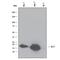Interleukin 7 antibody, AF-207-NA, R&D Systems, Western Blot image 