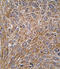 GIT ArfGAP 1 antibody, LS-C100614, Lifespan Biosciences, Immunohistochemistry frozen image 