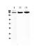 ATP Binding Cassette Subfamily C Member 8 antibody, PA5-78696, Invitrogen Antibodies, Western Blot image 
