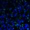 T Cell Immunoreceptor With Ig And ITIM Domains antibody, LS-C669097, Lifespan Biosciences, Immunofluorescence image 