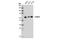 REST Corepressor 1 antibody, 14567S, Cell Signaling Technology, Western Blot image 