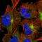 Tripartite Motif Containing 46 antibody, HPA030389, Atlas Antibodies, Immunocytochemistry image 