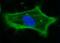 Actin Gamma 1 antibody, orb15046, Biorbyt, Immunocytochemistry image 