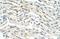 THO Complex 3 antibody, GTX47239, GeneTex, Immunohistochemistry paraffin image 