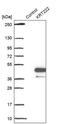 Keratin 222 antibody, PA5-60477, Invitrogen Antibodies, Western Blot image 